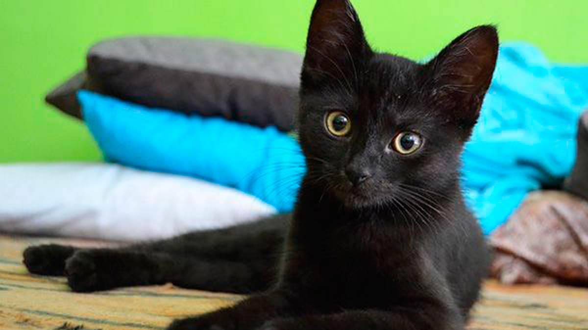 ¿Por qué los gatos negros traen mala suerte?