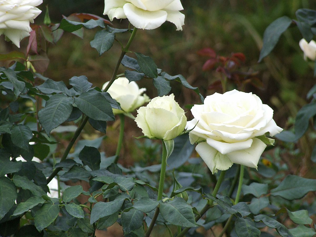 Details 100 plantas de rosas blancas