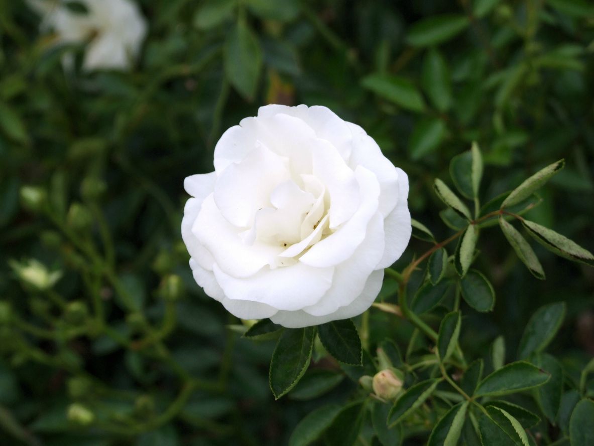 Cómo cuidar rosas blancas