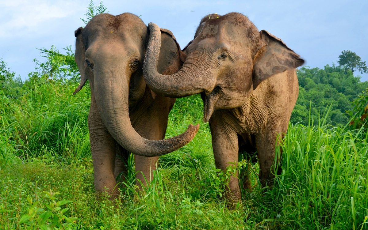 El café más caro del mundo se hace con… ¡caca de elefante!