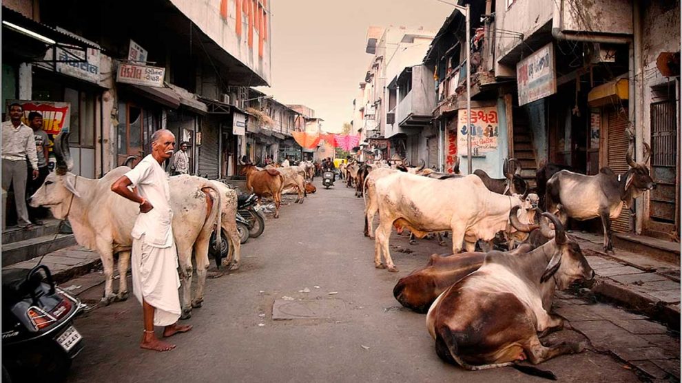 Las vacas son sagradas en India