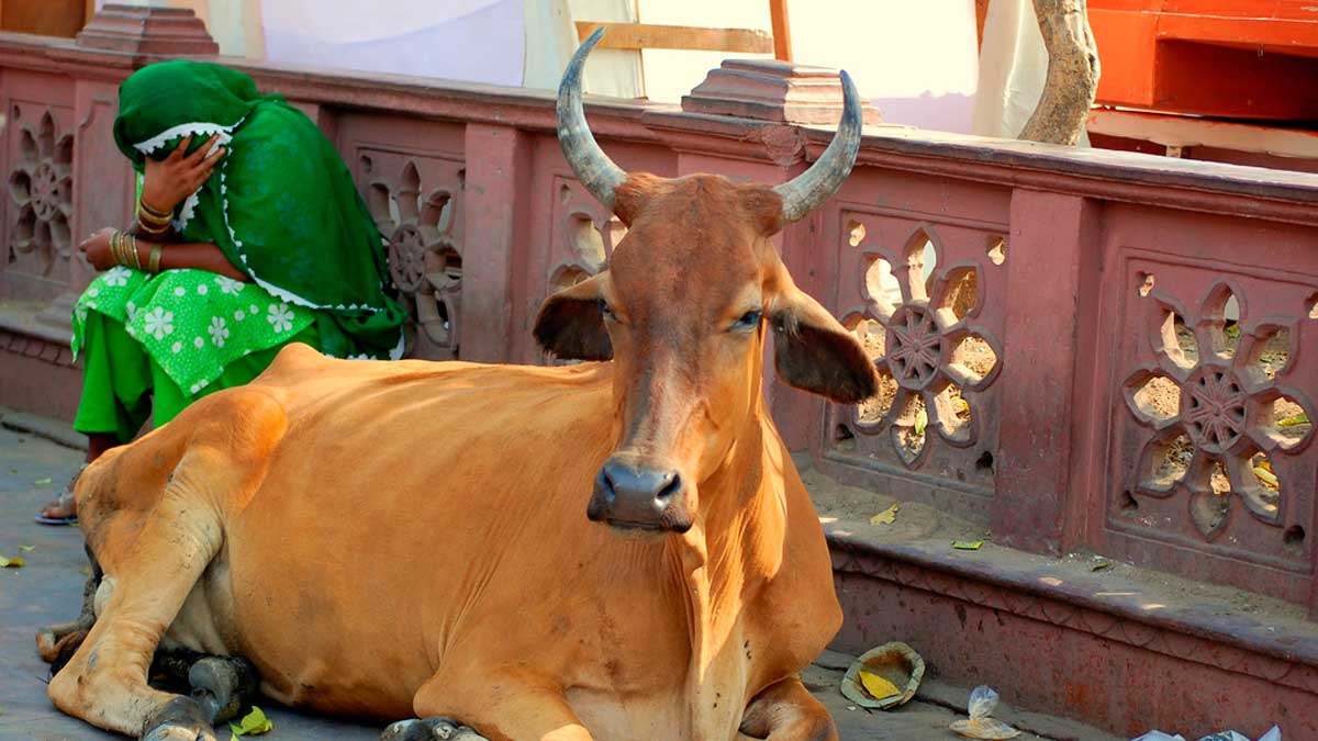 Resolvemos el enigma de las vacas sagradas en la India. Una tradición milenaria que tiene un significado religioso y tradicional.