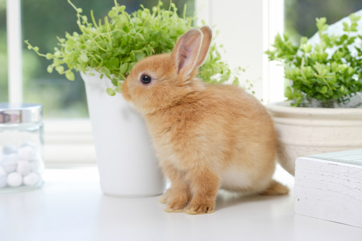Декоративный кролик фото