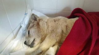 La perra abandonada en una bolsa de basura.