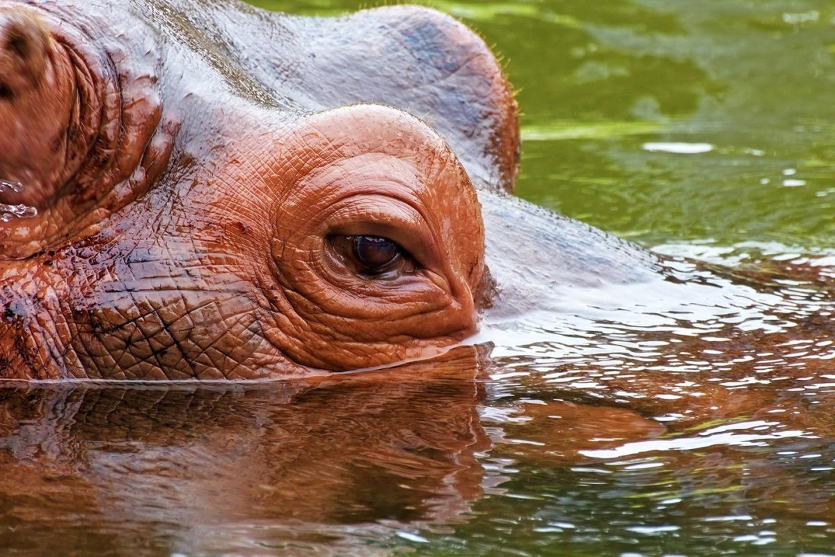 El hipopótamo acoge cada año miles de muertes humanas.