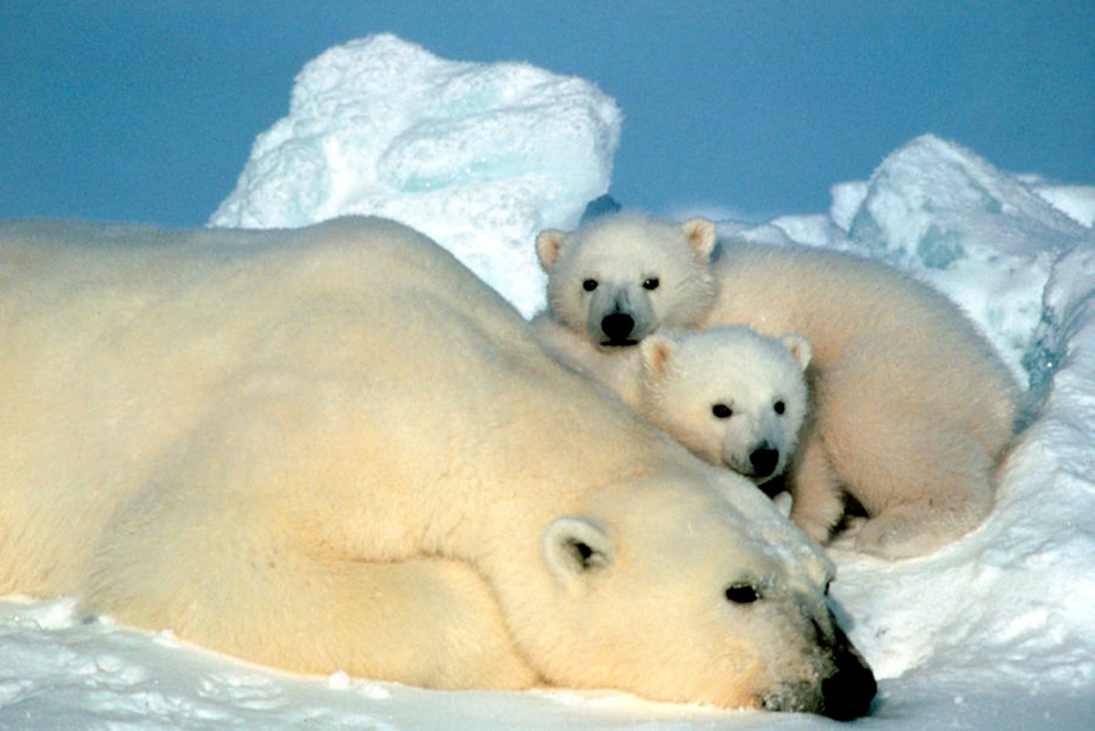 Oso polar