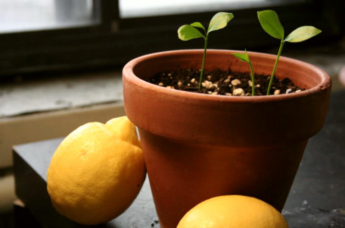 Cómo plantar un limonero