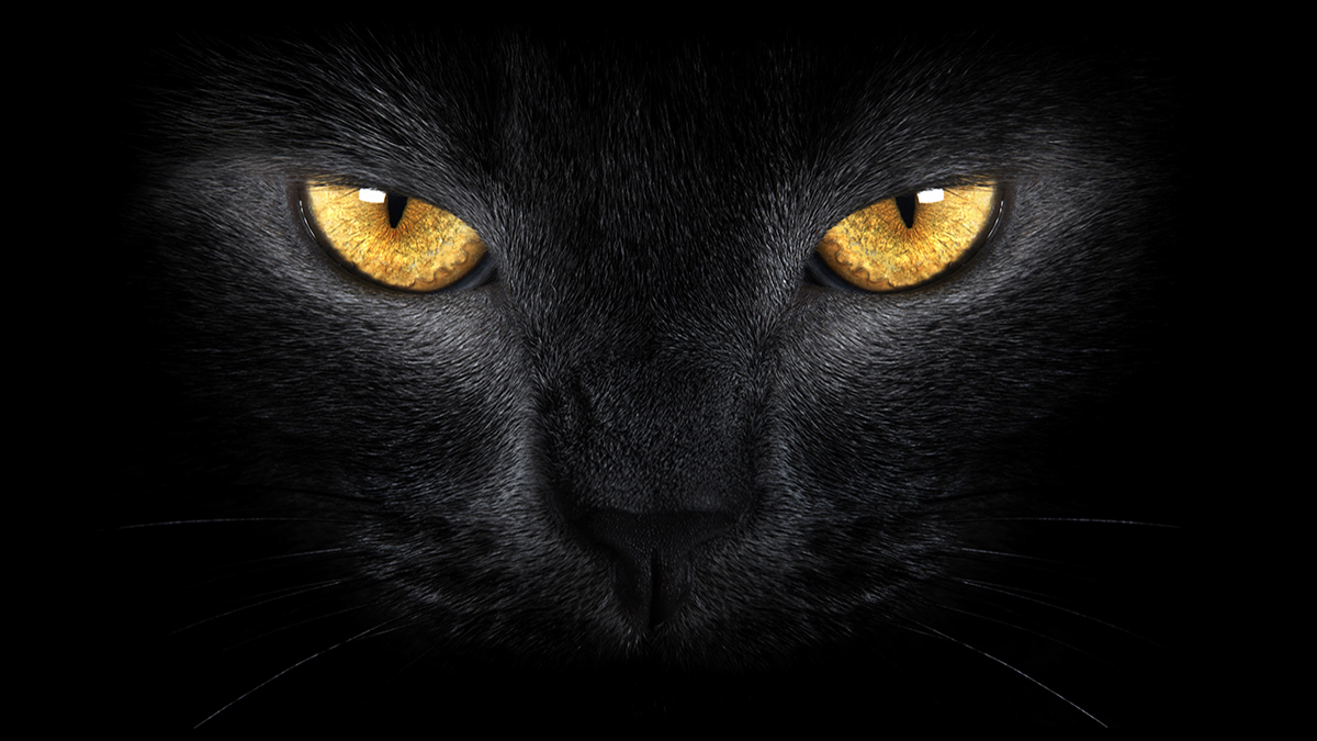 Los ojos de los gatos, herederos de la visión felina- 1
