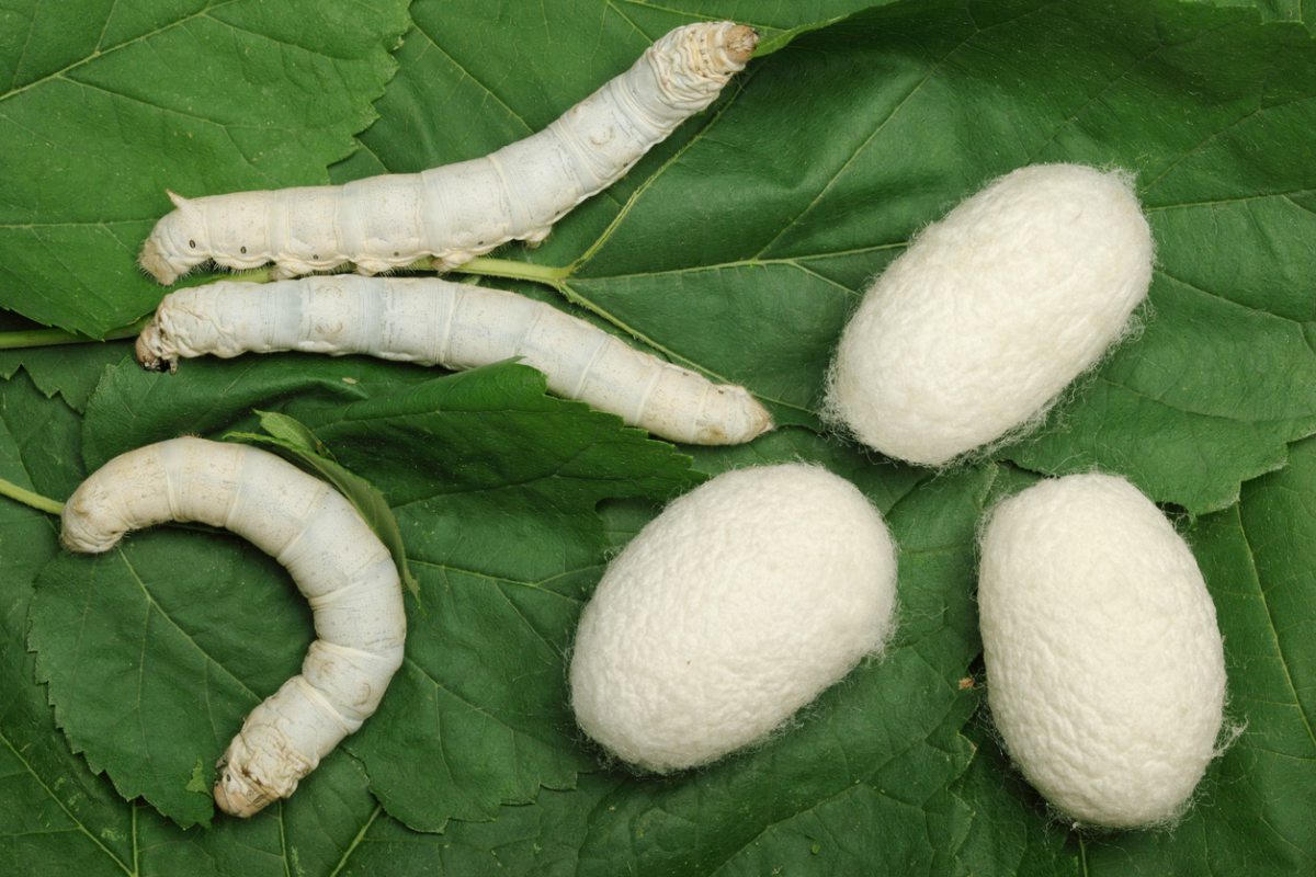 razas gusanos de seda