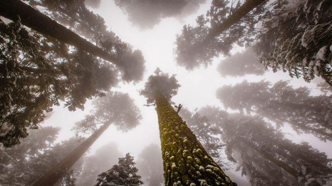 Árbol más alto