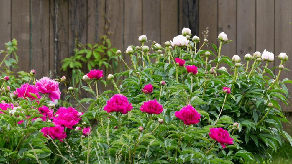 Peonías, más que una simple flor