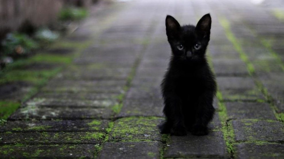 Los primeros datos que tenemos de que los gatos negros traen mala suerte aparecieron en el siglo XIV.