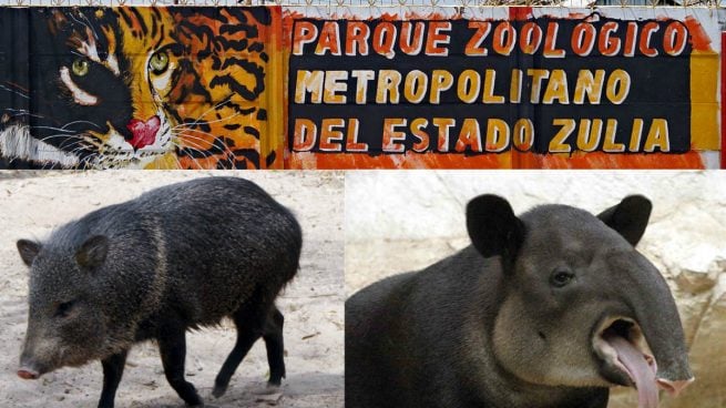 Un precarí (izqda) y un tapir (dcha) han sido los animales robados del Zoologico metropolitano del estado de Zulia, en Venezuela.