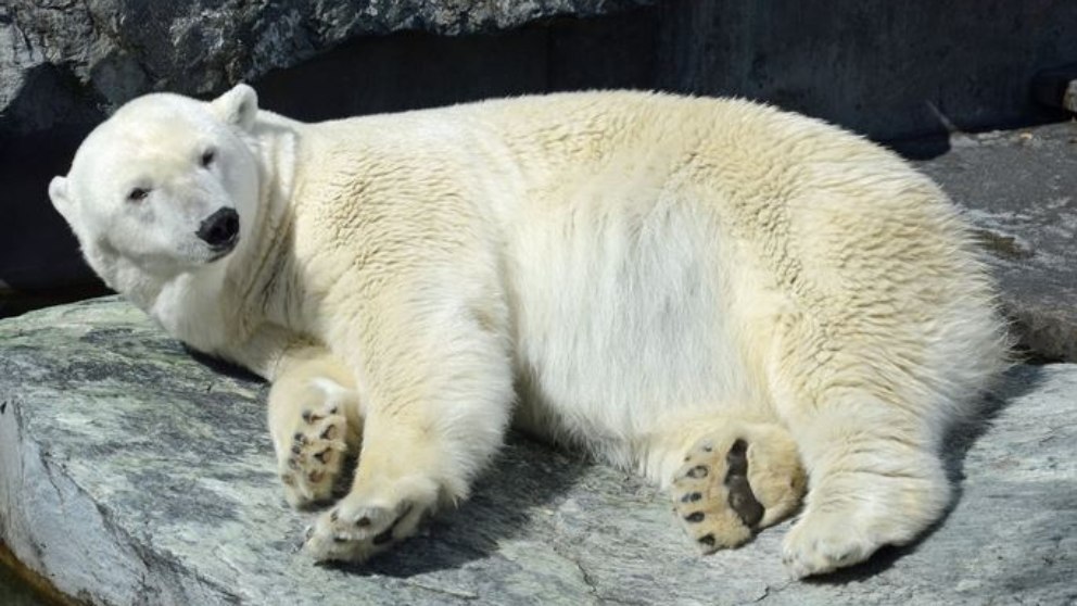 Facebook: Aparece un oso polar con un grafiti en su espalda