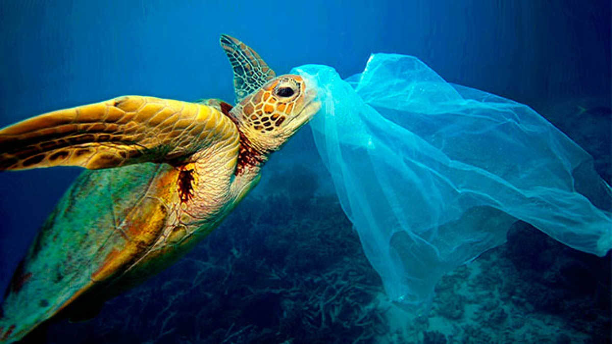 ¿Por qué los peces se comen el plástico? ¿Por qué los peces se comen el plástico?