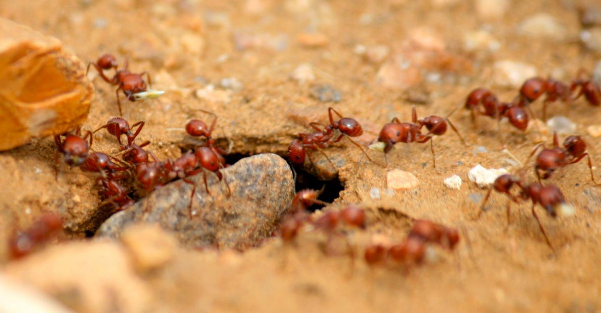 Hormigas venenosas