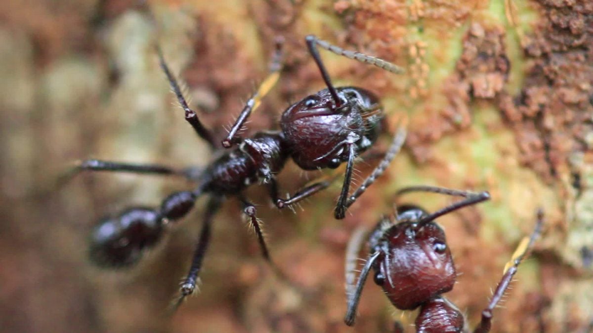 Hormigas venenosas.