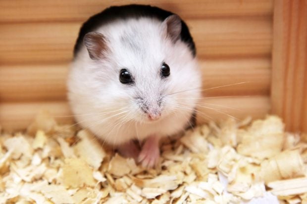 Hamster perdida de peso