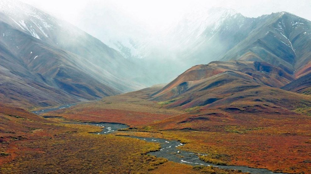 Tundra: Características Del Clima, Flora Y Fauna De La Tundra