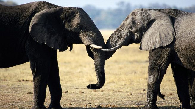 Elefantes amor