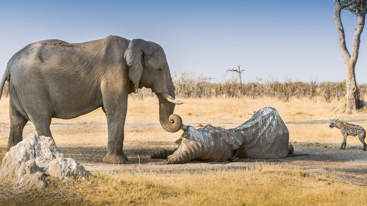 Los elefantes pueden “morir de amor” 3