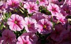 Las claves para cuidar las petunias y tenerlas más bellas