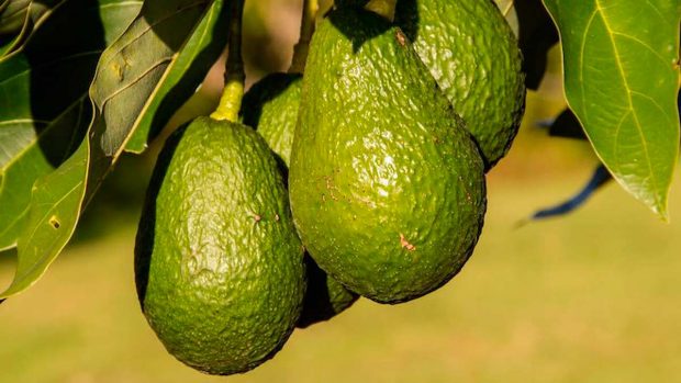 aguacate