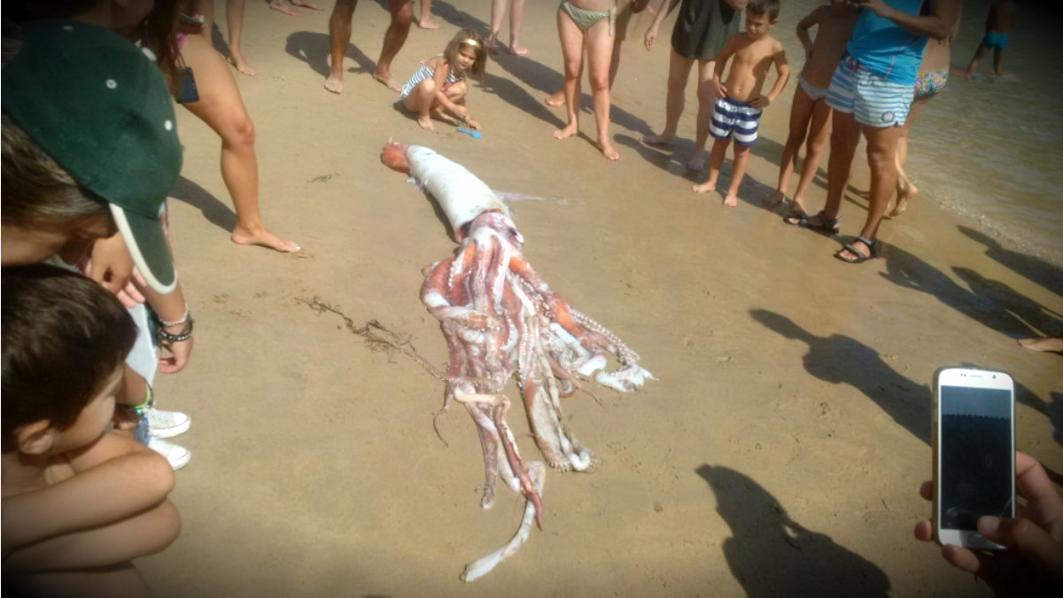 El calamar gigante rodeado de bañistas en la playa de El Sablón, en Llanes (Asturias).