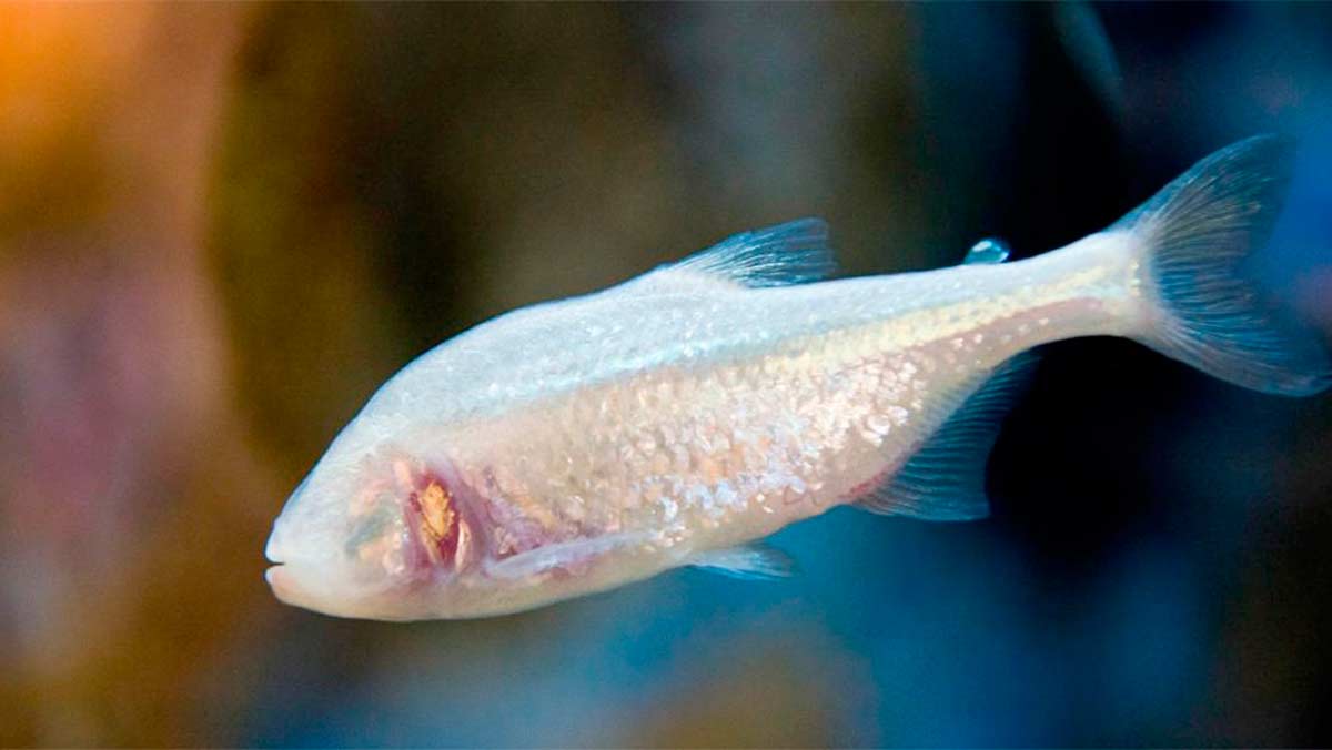 Las Características Más Peculiares De Los Peces Ciegos