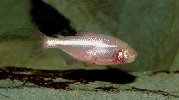 peces ciegos
