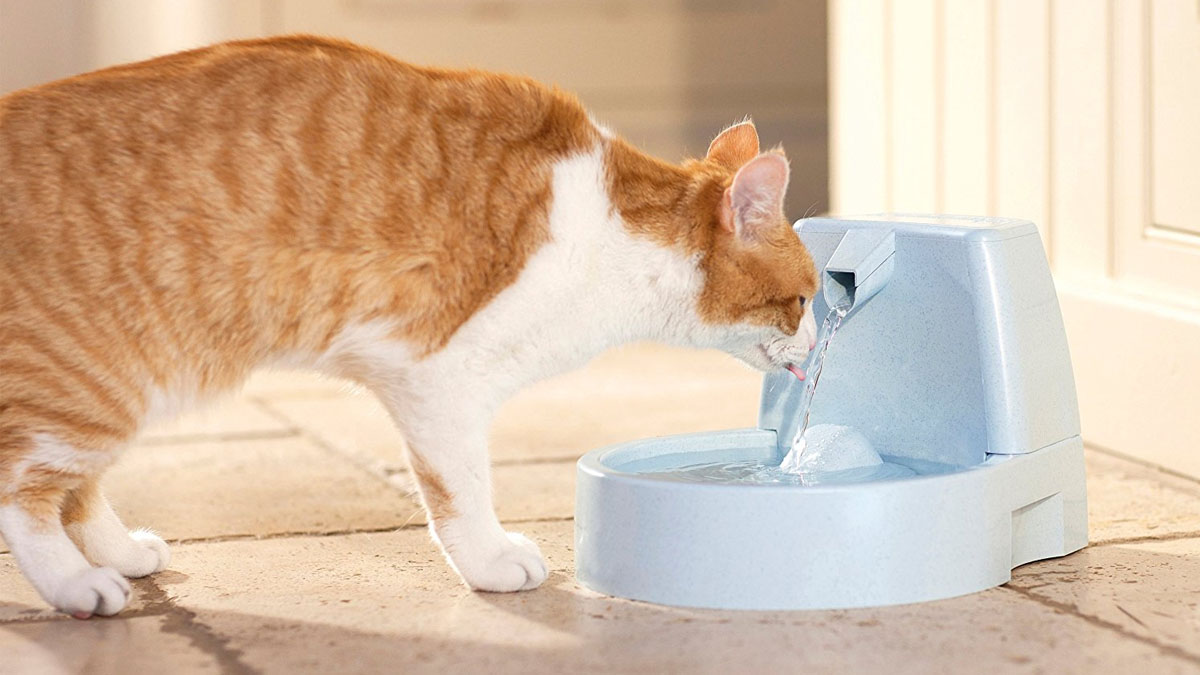 ¿Has puesto un gato en tu vida? Entonces necesitarás todos estos productos para que tu mascota se sienta la reina de la casa