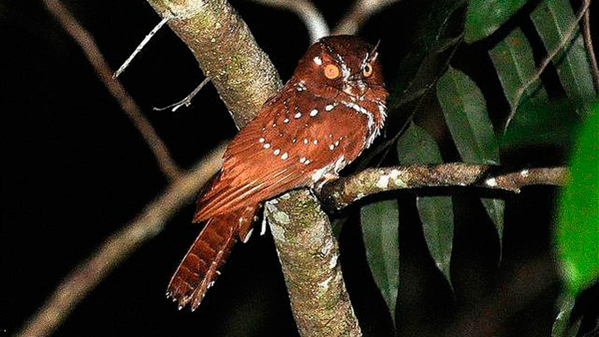 ¿cuáles Son Las Aves Más Raras Que Existen En El Mundo