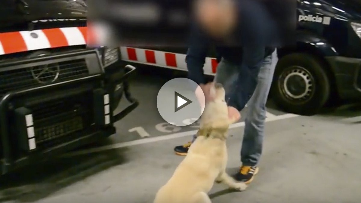 Entrenamiento de un perro de la Unidad Canina de los Mossos para detectar explosivos.