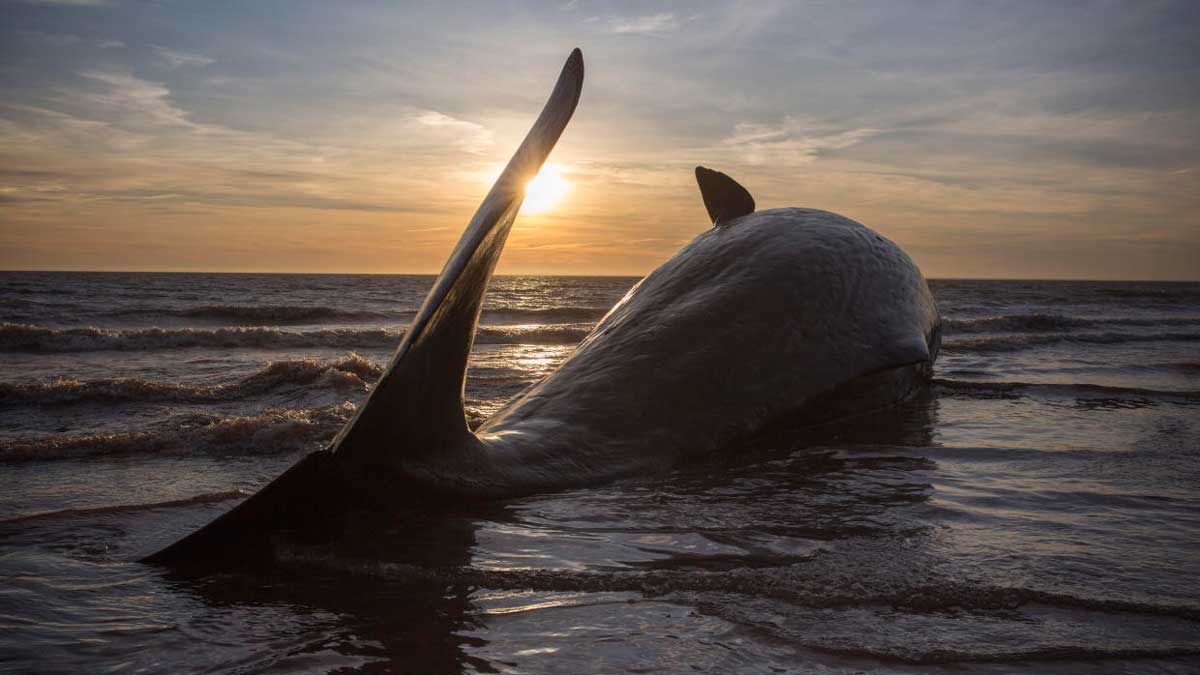 Cortan el tráfico marítimo en Barcelona por la presencia de una familia de ballenas