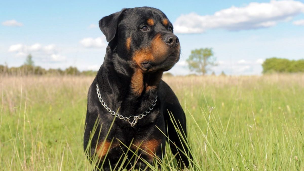 Un perro de la raza rottweiler que se considera peligrosa.