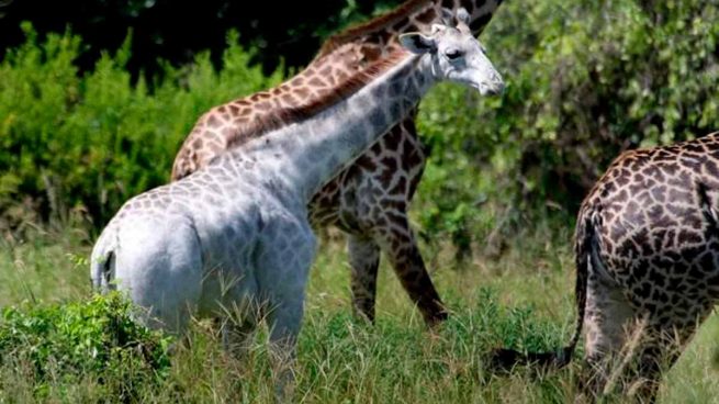 jirafas blancas