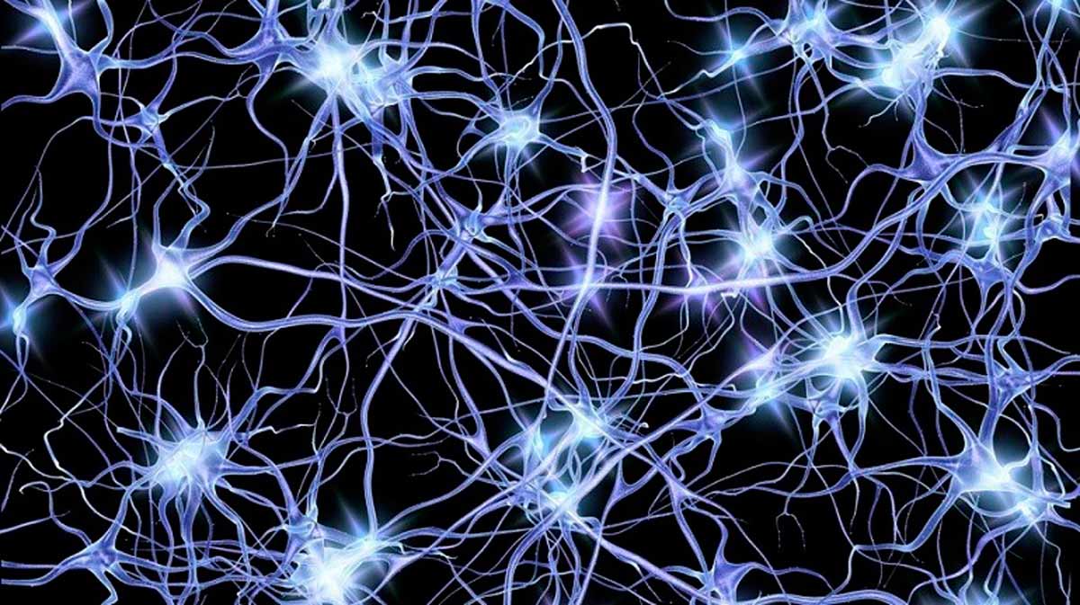 Tamaño Máximo De Una Neurona ¿cuál Es La Neurona Más Grande 5857