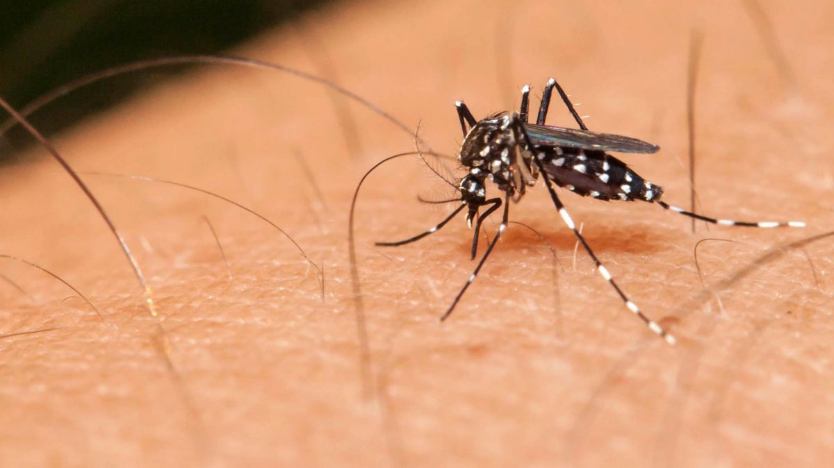 Cuatro aspectos de nuestro cuerpo que atraen a los mosquitos