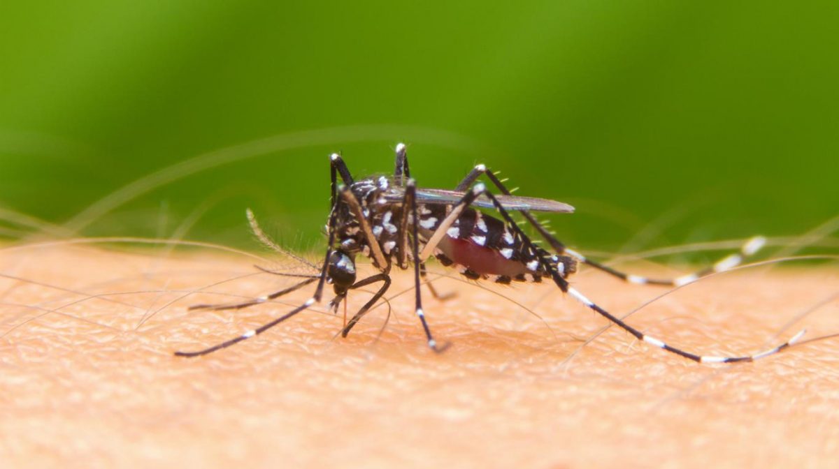 Los culícidos son conocidos comúnmente como mosquitos.