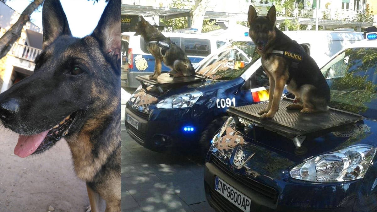 Perros de ‘Héroes de 4 patas’.