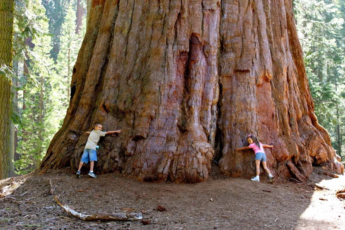 Cuál es el árbol más grande del mundo?