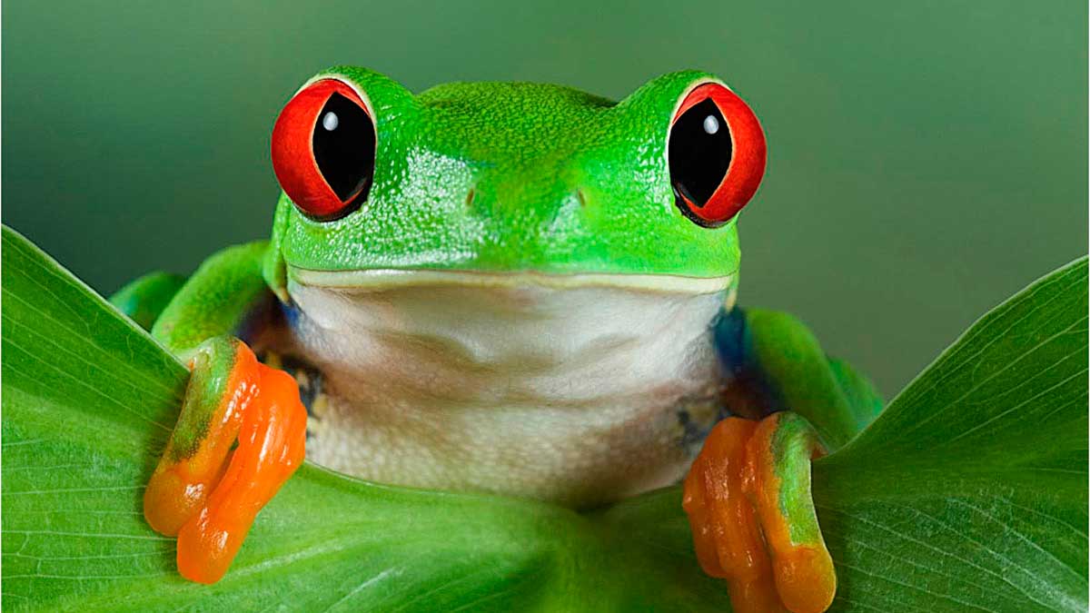 Ranas domésticas: 3 especies de rana que puedes tener como mascota