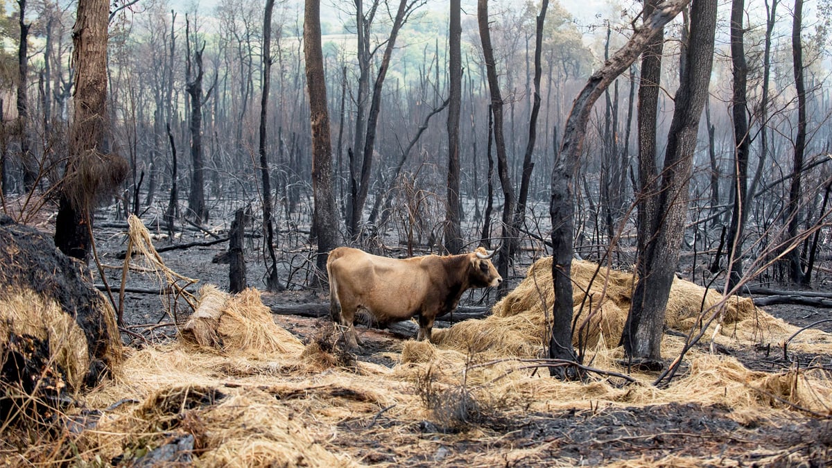 Maceda, en Orense, tras el incendio. (Foto: EFE)