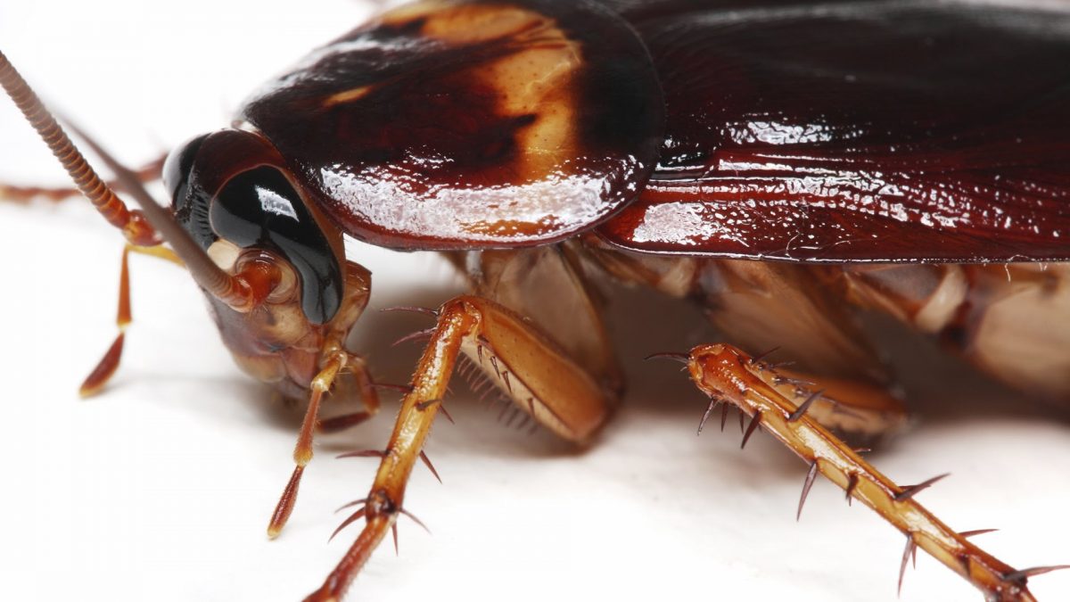 ¿Conseguirá desbancar la cucaracha a la vaca como principal fuente de leche?