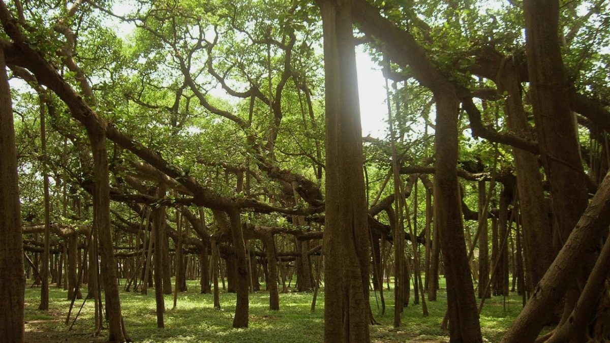 Ficus Banyan