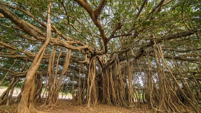 Ficus Banyan