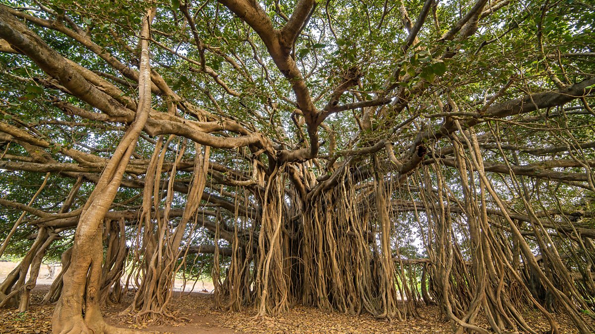 Ficus Banyan: Características de este árbol sagrado