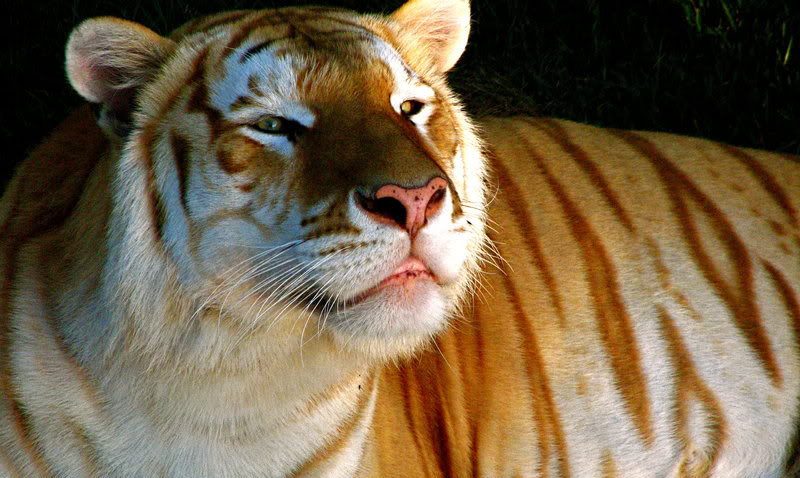 Tigre dorado