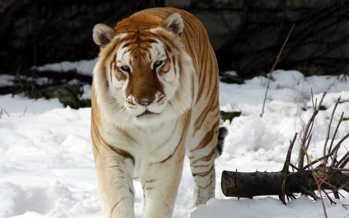 En ocasiones se le llama tigre de fresa, debido a su coloración amarilla-rojiza.