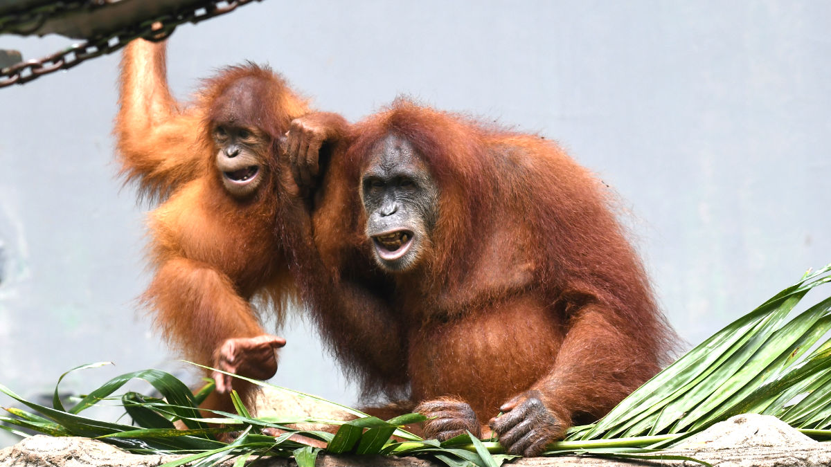 Imagen de un orangután y su cría (Foto: AFP).